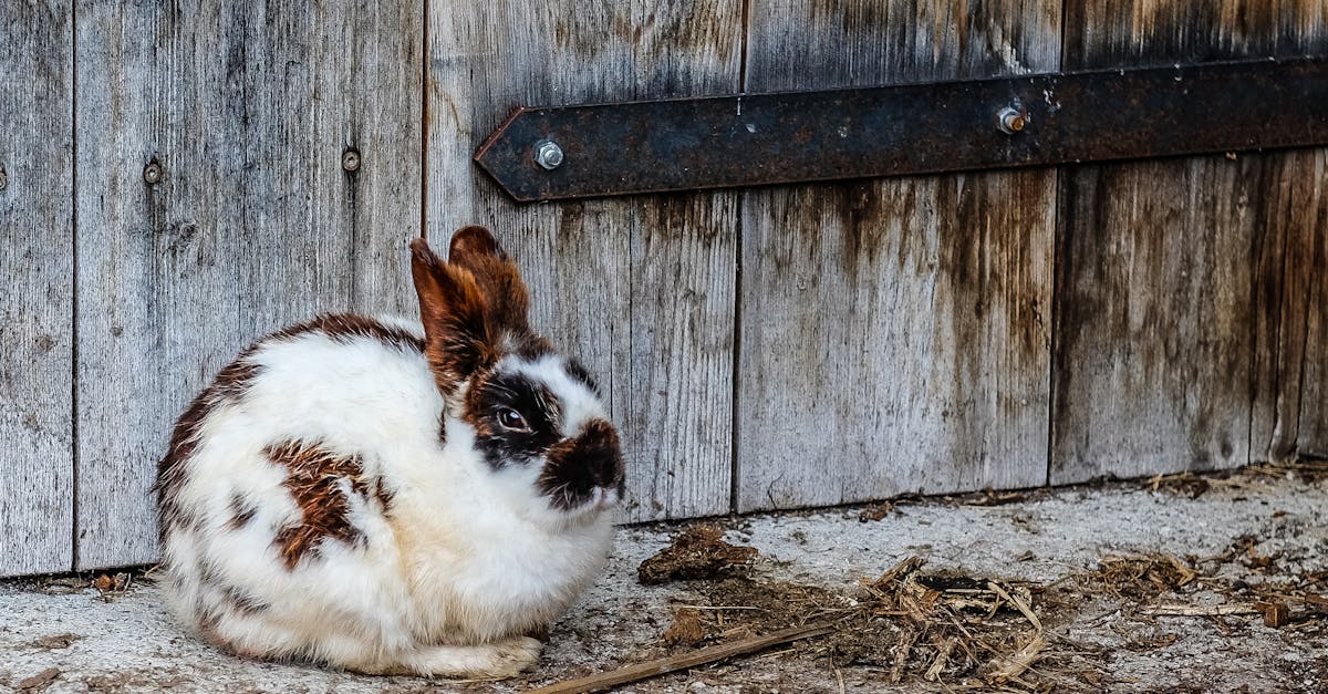 découvrez l'univers fascinant des lapins : comportement, habitat, alimentation et conseils pour les élever. apprenez à mieux connaître ces animaux adorables et leurs besoins spécifiques.