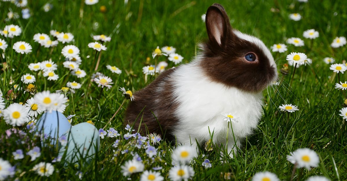 découvrez le monde fascinant des lapins : leurs habitats, comportements, et conseils d'élevage pour les passionnés de ces adorables créatures.