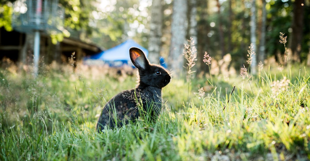 découvrez l'univers fascinant des lapins, de leur comportement adorable à leurs soins et élevage. apprenez tout sur ces animaux de compagnie doux et affectueux, idéaux pour les familles.