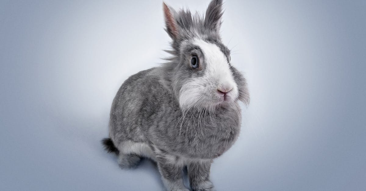 découvrez le monde fascinant des lapins : leurs comportements, soins, et conseils pour en faire des compagnons adorables. plongez dans l'univers de ces adorables petites créatures !