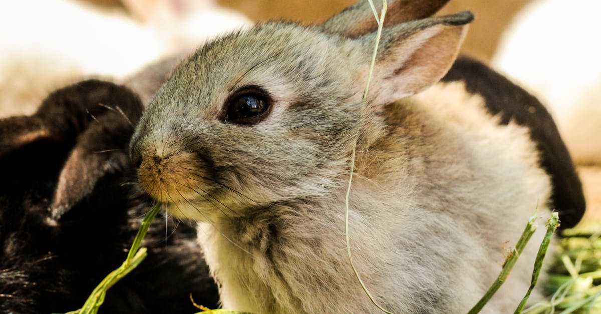 découvrez le monde fascinant des lapins : leurs caractéristiques, leurs habitats, et les soins nécessaires pour en faire d'adorables compagnons. apprenez tout sur ces animaux attachants et leur mode de vie.