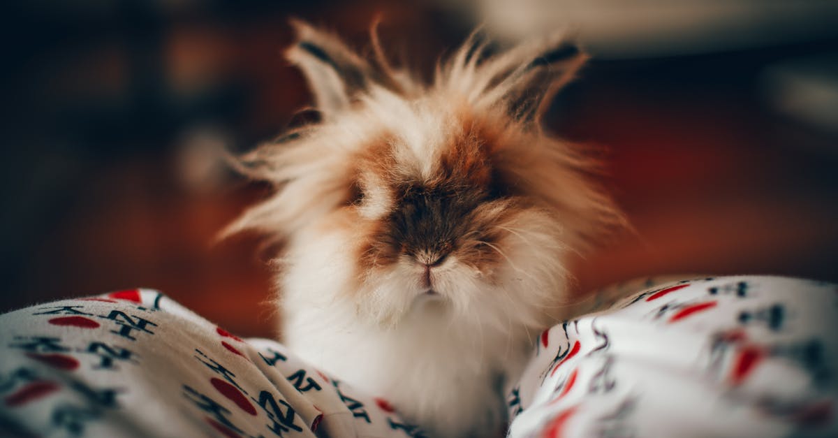 découvrez l'univers fascinant des lapins : caractéristiques, comportement, soins, et conseils pour en faire des compagnons idéaux. plongez dans le monde des lagomorphes et apprenez à mieux les comprendre et les chouchouter.