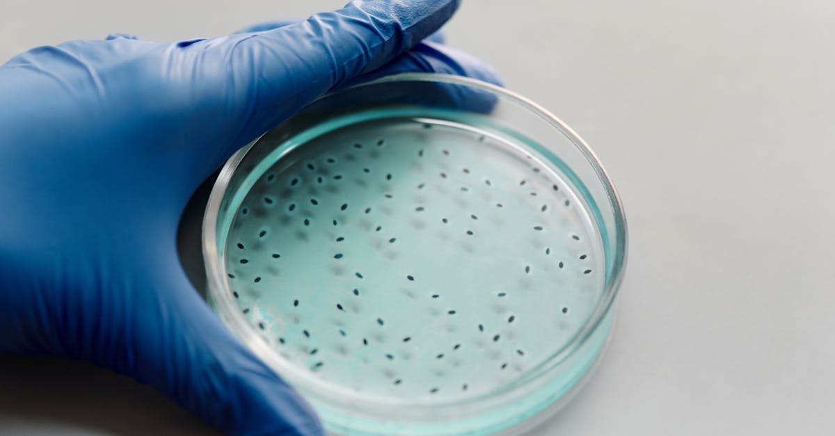 découvrez la signification de 'morphological', son utilisation en linguistique et en biologie, ainsi que des exemples concrets pour mieux comprendre ce terme scientifique.