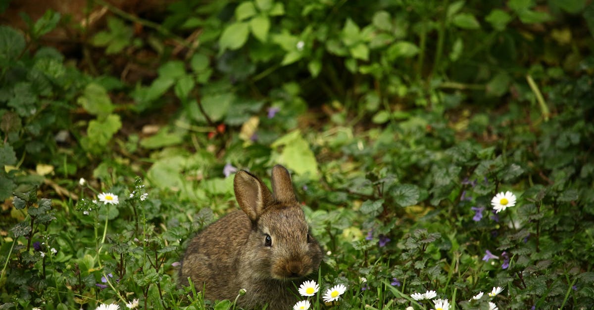 découvrez tout sur le lapin : ses caractéristiques, son habitat, ses comportements et comment en prendre soin. un guide complet pour les passionnés d’animaux !