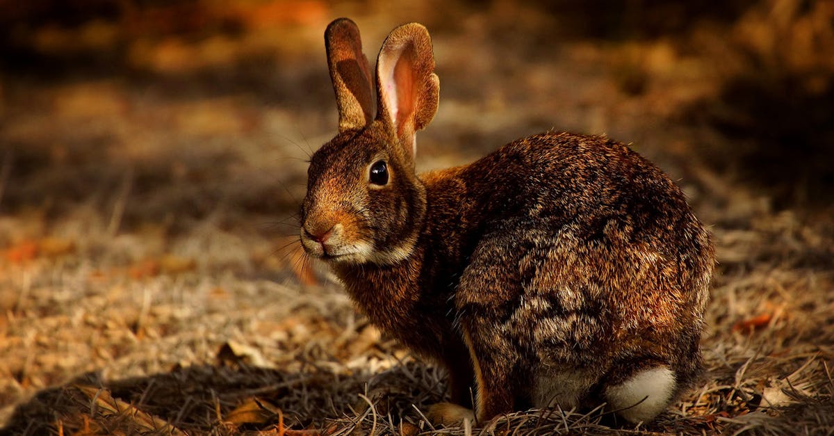 découvrez tout sur le lapin : ses caractéristiques, son mode de vie, son alimentation et des conseils pour l’élever ou simplement mieux le connaître. idéal pour les passionnés et curieux !