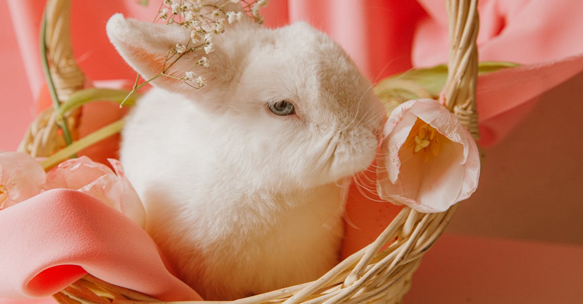 découvrez tout sur le rabbit vibrator, un sextoy polyvalent conçu pour une double stimulation intense. idéal pour explorer de nouveaux plaisirs en toute sécurité et discrétion. conseils, avis et guide d’utilisation à retrouver ici.