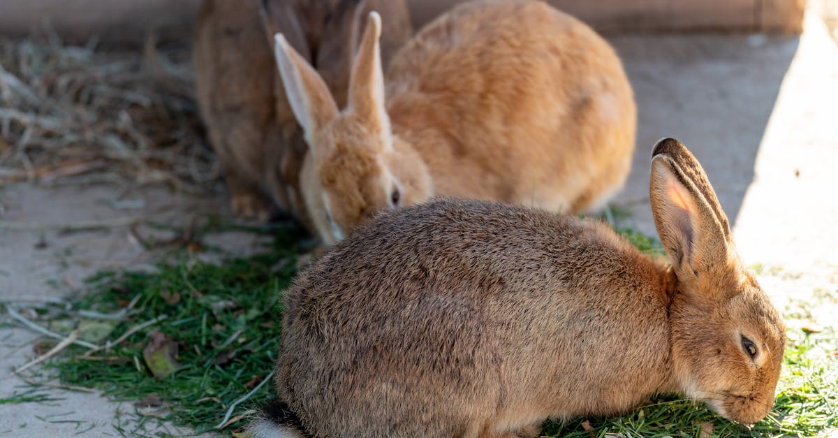 découvrez le rabbit vibrator, un sextoy polyvalent alliant stimulation clitoridienne et vaginale pour des sensations intenses et un plaisir inégalé. idéal pour explorer de nouveaux horizons érotiques en toute discrétion.