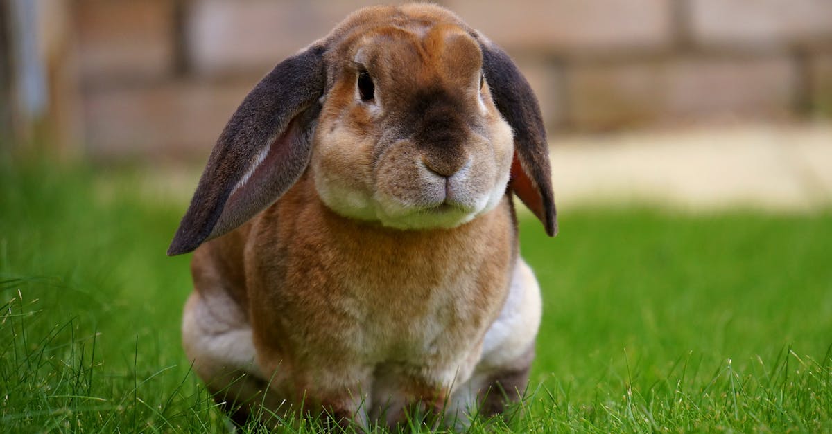 découvrez le rabbit vibrator, un sextoy innovant qui combine stimulation interne et externe pour des plaisirs intenses. guide d'achat, conseils d'utilisation et avis pour choisir le modèle parfait.