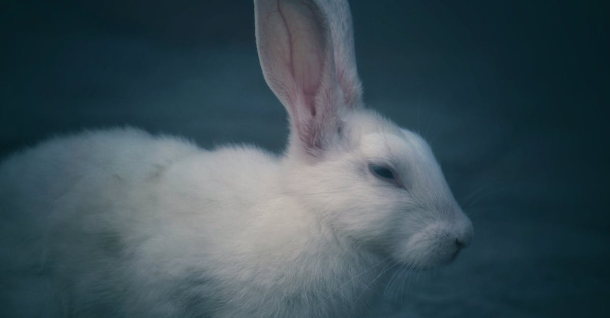 découvrez tout ce qu'il faut savoir sur le lapin : ses caractéristiques, son alimentation, son comportement et des conseils pour bien l'accueillir chez vous.