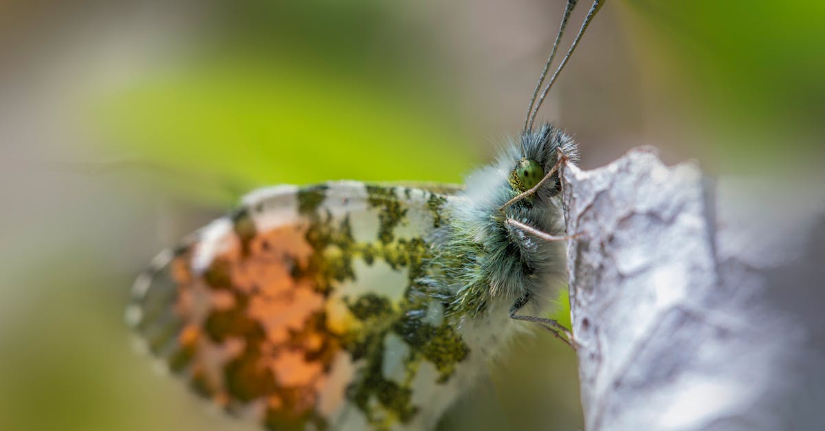 découvrez le soft bdsm : une pratique érotique douce mêlant complicité, jeux de pouvoir et plaisir, dans le respect des limites et du consentement des partenaires.